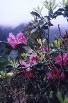 Rhodies on the trail