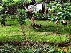 fighting cock ranch