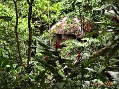 rain forest