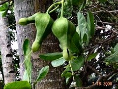 star flower pods