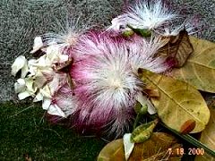 Nathan's star flower arrangement