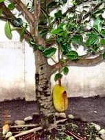 Jack fruit