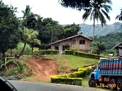 sugar cane nearby