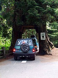 Big Tree at Klamath