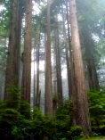 Prairie Creek Redwoods State Park