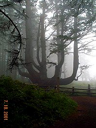 Cape Meares