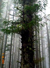 Cape Meares