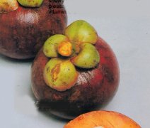 MANGOSTEEN