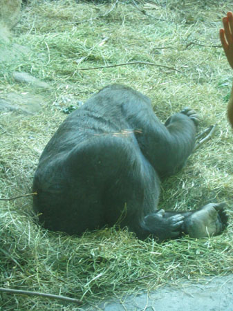 1stzoo