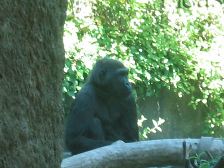 1stzoo2