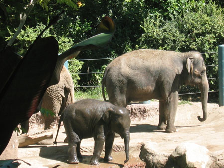1stzoo8
