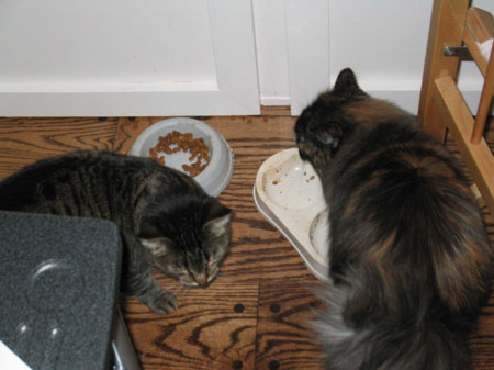 cats