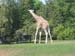 1stzoo4