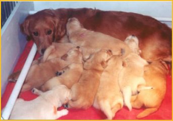 Grady and pups