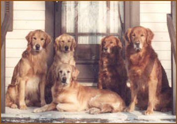 Rowdy, Glory,&nbsp; Dancer and JJ