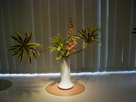 Dracaena, Snap-Dragon