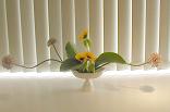 Allium Giganteum, Sunflower, Plantain Lilies-hosta