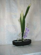 Aspidistra