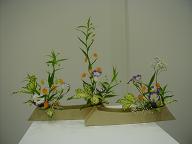 Sandersonia, Dracaena, God Seffiana, Prairie Gentian, Million Star