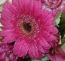Click to see the bouquet