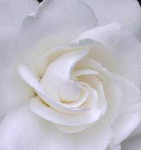Click to see the bouquet