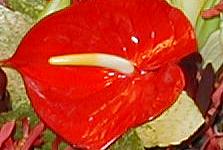 Click to see the arrangement
