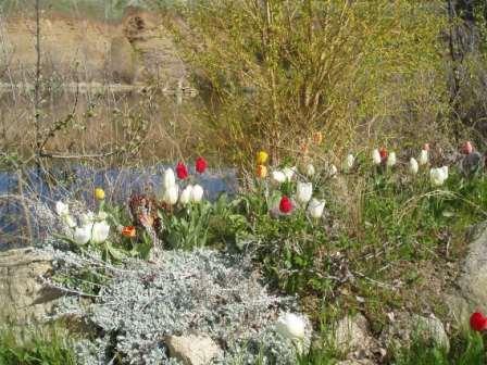 tulips at 
back pond