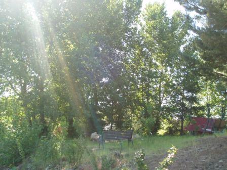 backyard trees