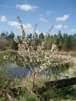 blossoming 
peach tree at front pond