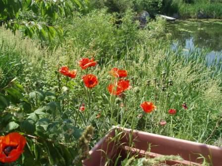 poppies front pond