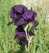deep purple iris