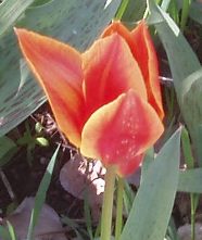 orange tulip