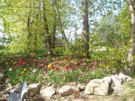 tulips
