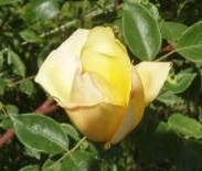 yellow rose bud