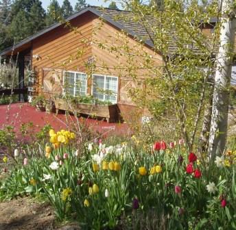 looking down at house from 
tulips