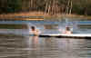 swimming1.jpg (36201 bytes)