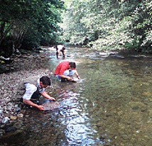 bateo de oro
