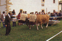 arrastre de bueyes