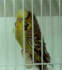 cin grgreen cock
