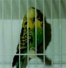 light green cock