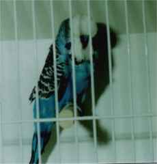 sky blue cock