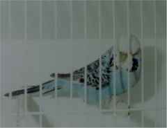sky opaline hen