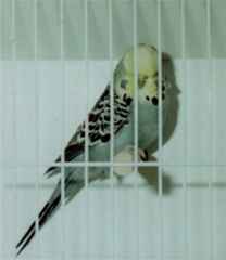 yellow face hen