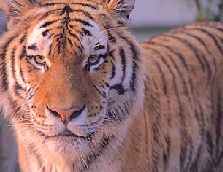 The "Lord of the jungle"..the beast that insipred Ruyard Kipling's epic "Jungle Book..India's national animal
