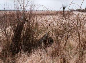 vyk�cen� ovocn� sad