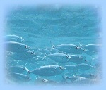 Biodiversidade Marinha. Ver BioMontagens
