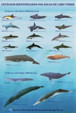 Poster sobre Cet�ceos Identificados nas �guas de Cabo Verde - 84 x 60 cm.
