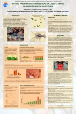 Poster do Estudo de Reprodu��o da Lagosta Verde de Cabo Verde - 120 x 80 cm.