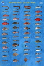 Poster de Peixes Comercias de Cabo Verde - 120 x 80 cm.