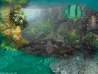 Montagem ilustrando a Biodiversidade Marinha. � Fotos e Montagem de Rui Freitas.